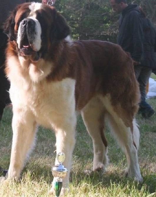 Des Montagnes Ensablées - GUMP EST CHAMPION DU CLUB FRANCAIS DU SAINT-BERNARD 2014