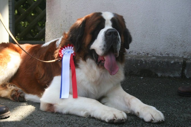 Des Montagnes Ensablées - GUMP EST CHAMPION DE FRANCE 2014