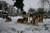  - Les Montagnes Ensablées au complet sous la neige 18/01/2013