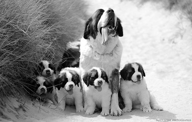 Des Montagnes Ensablées - Chien du Saint-Bernard - Portée née le 02/06/2014