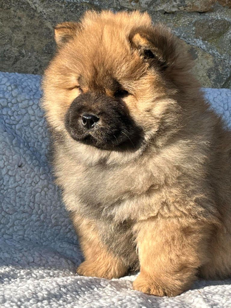 Des Montagnes Ensablées - Chiot disponible  - Chow Chow