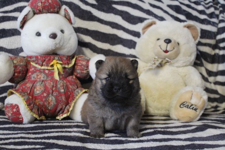 Des Montagnes Ensablées - Chiot disponible  - Chow Chow