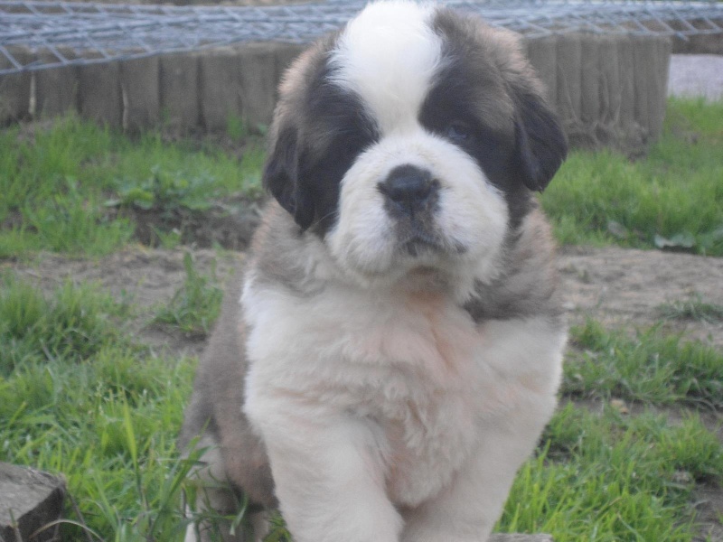 Des Montagnes Ensablées - Chien du Saint-Bernard - Portée née le 02/06/2012