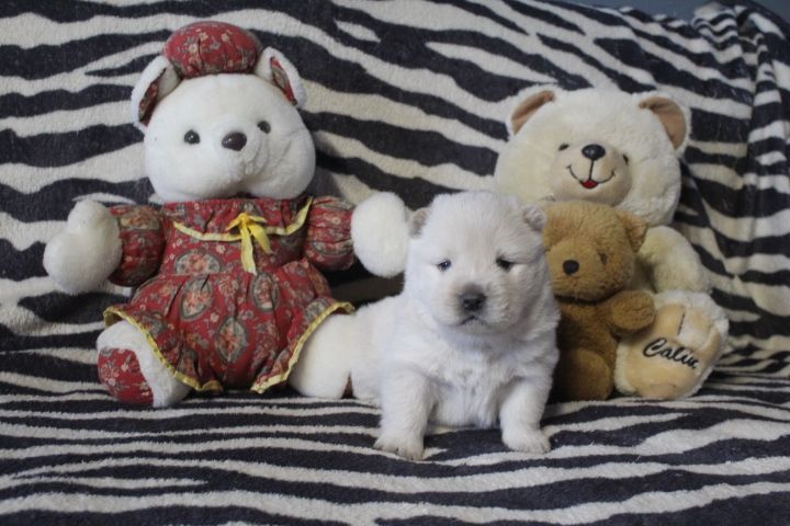 Des Montagnes Ensablées - Chiot disponible  - Chow Chow