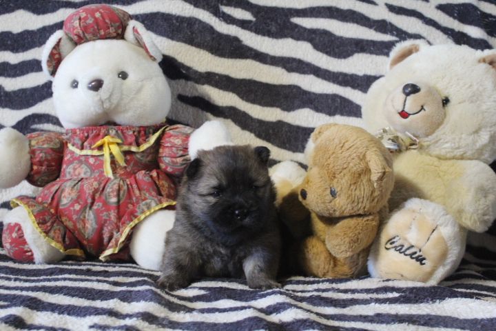 Des Montagnes Ensablées - Chiot disponible  - Chow Chow