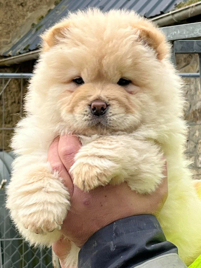 Des Montagnes Ensablées - Chiot disponible  - Chow Chow