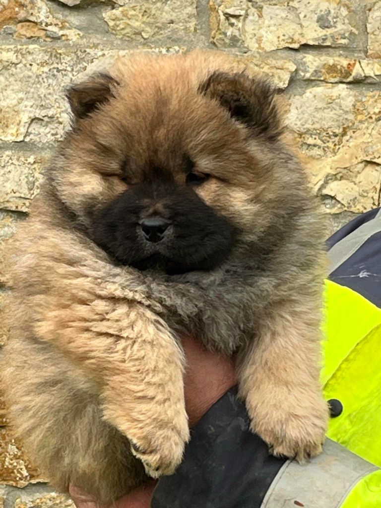 Des Montagnes Ensablées - Chiot disponible  - Chow Chow