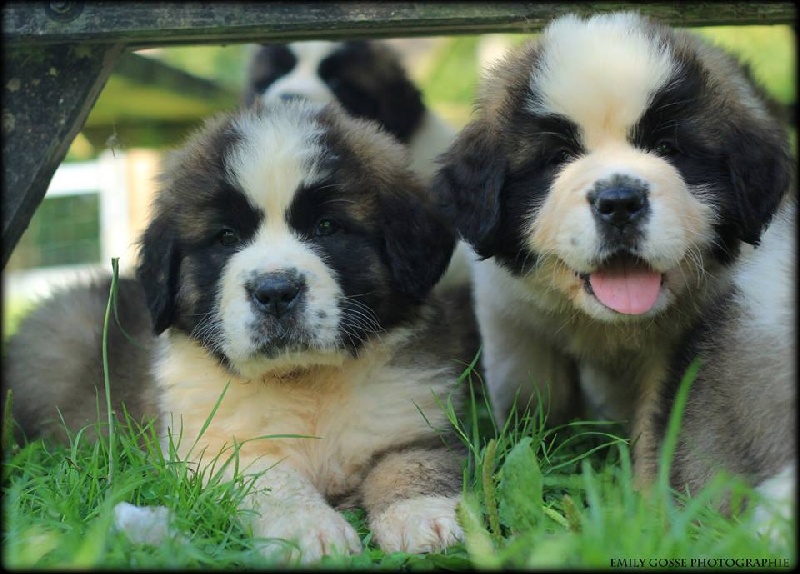 Des Montagnes Ensablées - Chien du Saint-Bernard - Portée née le 01/08/2013