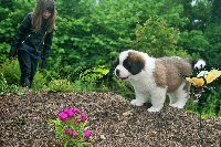 CHIOT ( collier vert ) MARLEY