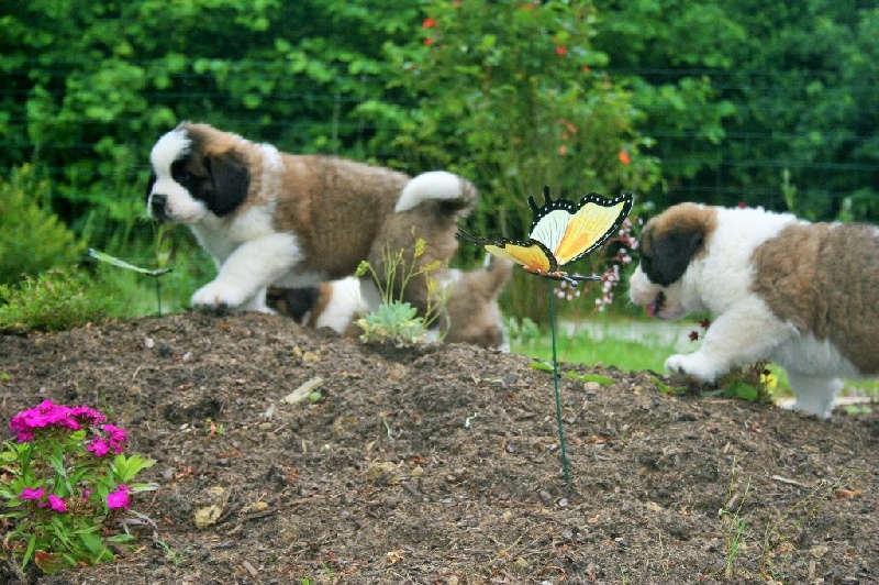 Des Montagnes Ensablées - Chien du Saint-Bernard - Portée née le 22/04/2016