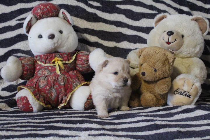 Des Montagnes Ensablées - Chiot disponible  - Chow Chow