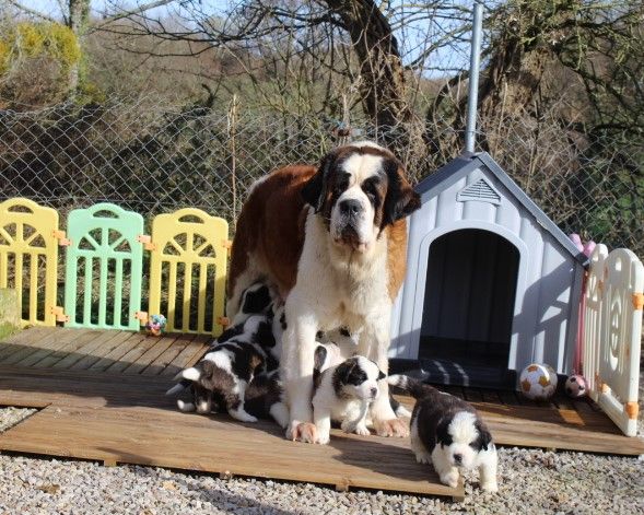 chiot Chien du Saint-Bernard Des Montagnes Ensablées