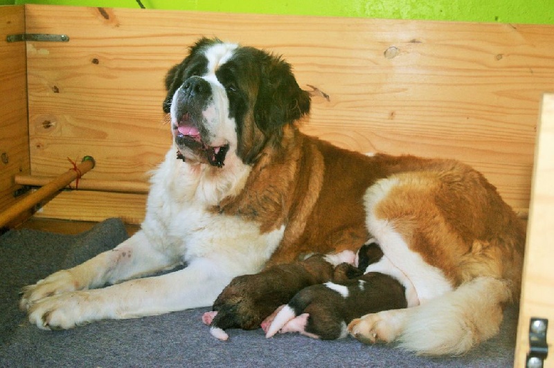 Des Montagnes Ensablées - Chien du Saint-Bernard - Portée née le 29/06/2016