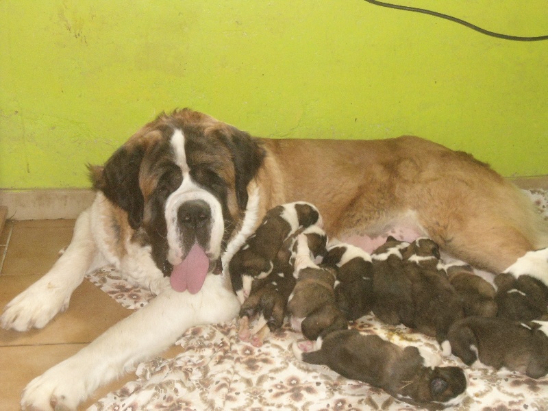 Flonia De font buis de la chenaie