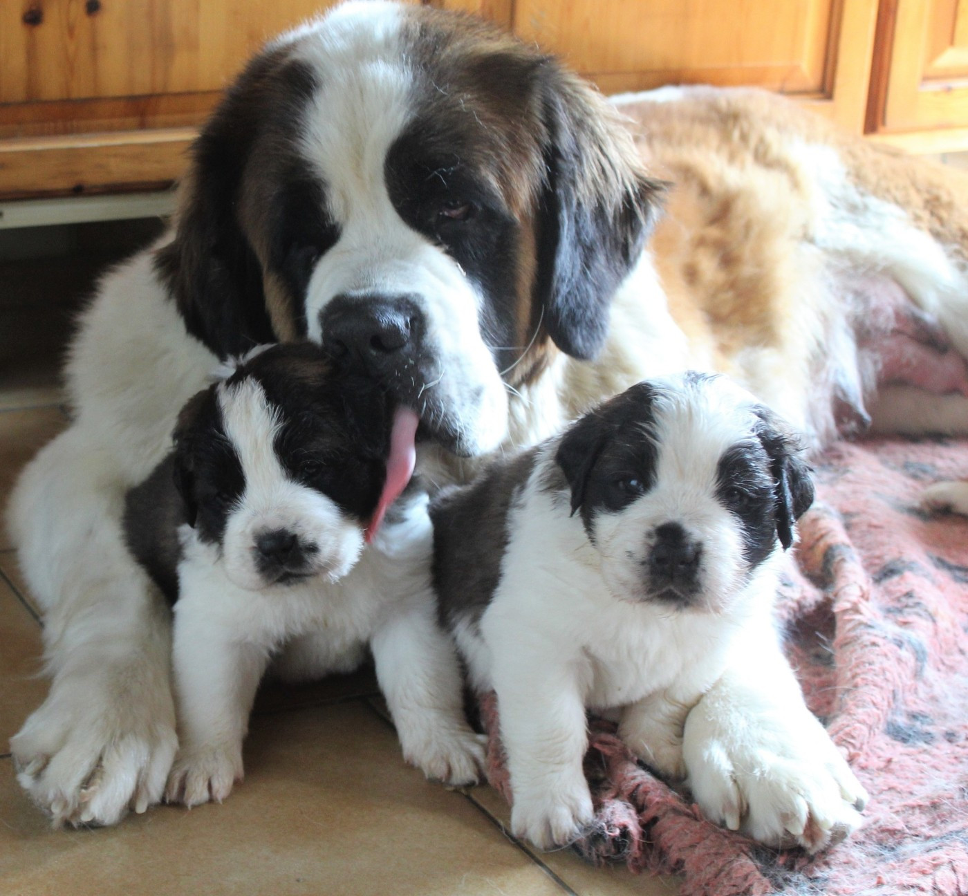 Bientot de nouvelles petites truffes