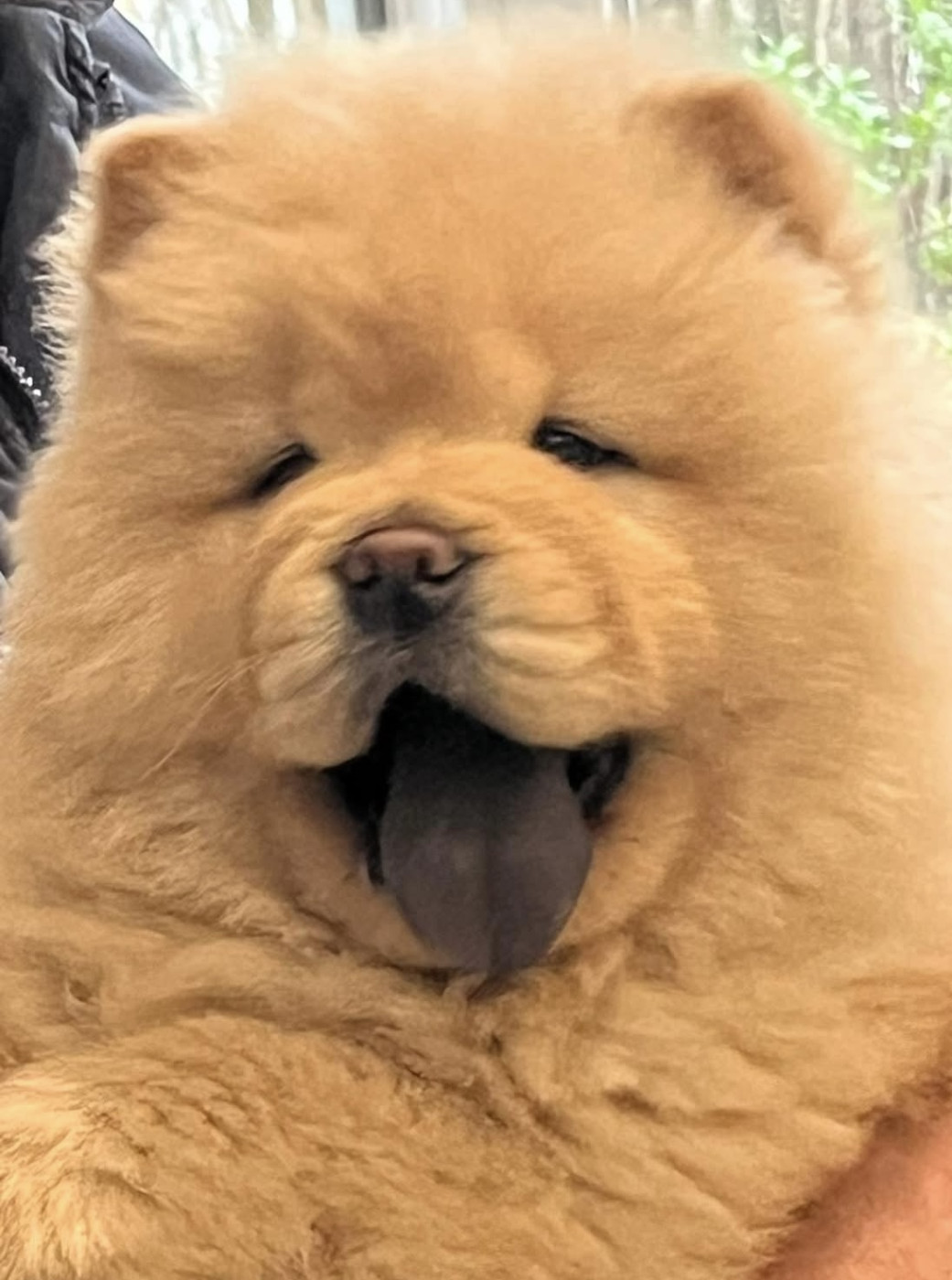 Gestation confirmée , bientot des ptits Chow Chow à naître ...