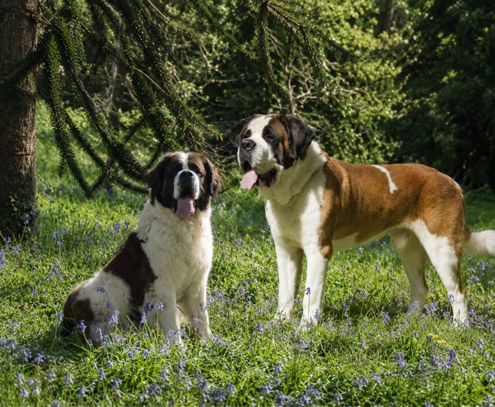 TAZIO & RUSH