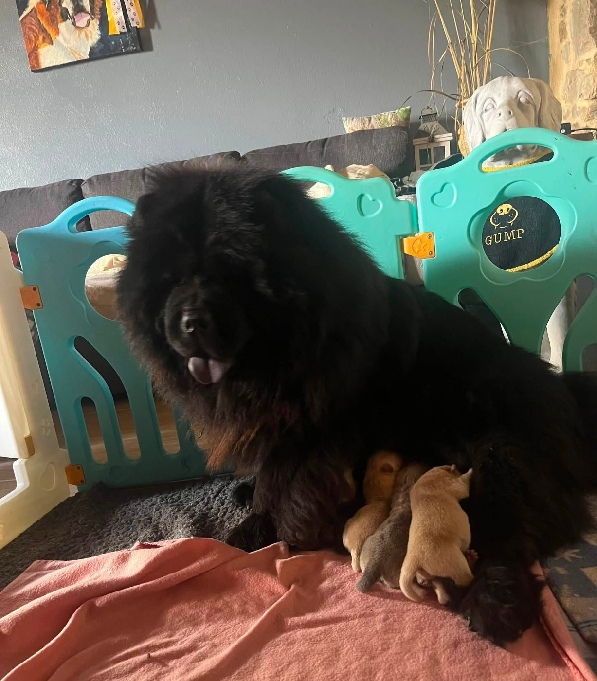 Chiot Chow Chow Des Montagnes Ensablées