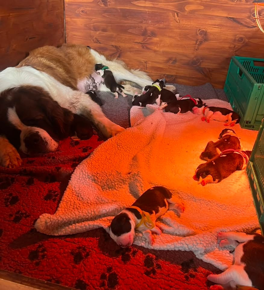 Des Montagnes Ensablées - Chiots disponibles - Chien du Saint-Bernard