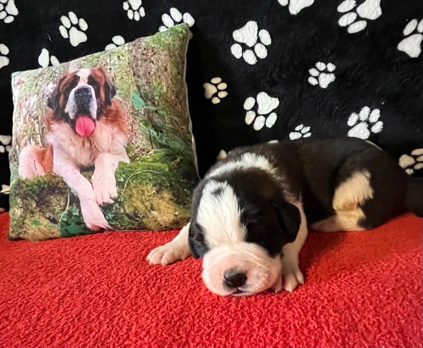 Des Montagnes Ensablées - Chiots disponibles - Chien du Saint-Bernard