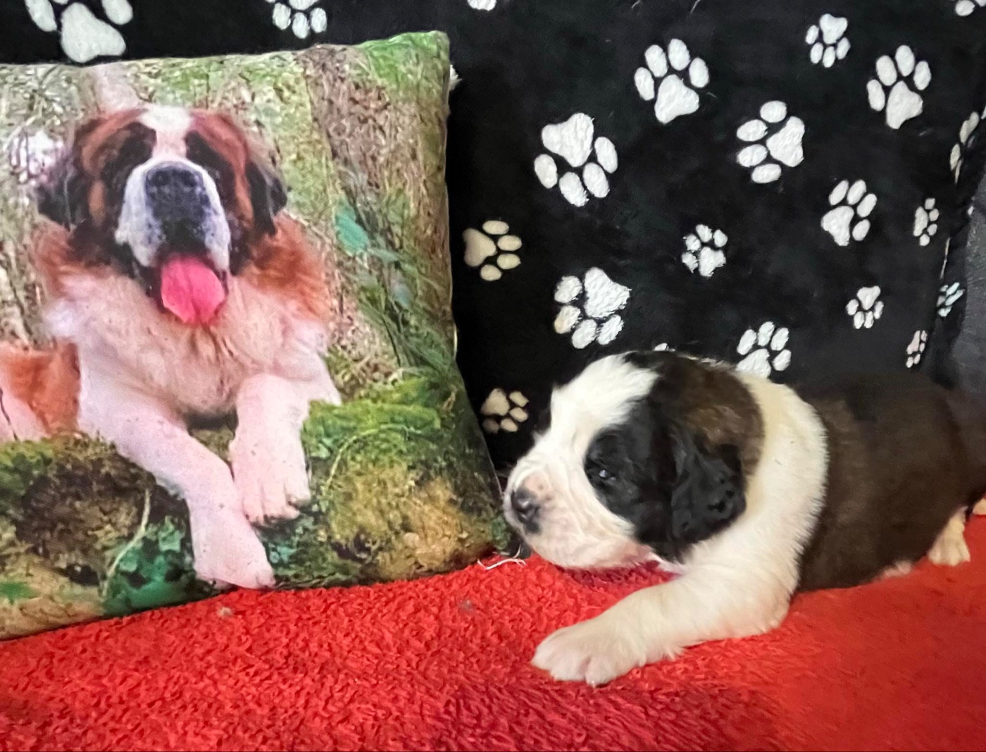 Des Montagnes Ensablées - Chiots disponibles - Chien du Saint-Bernard