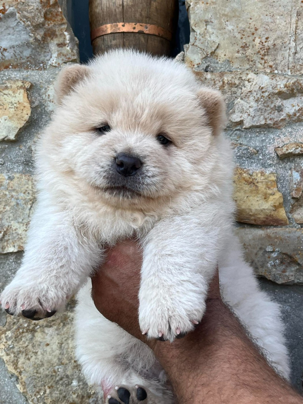 Des Montagnes Ensablées - Chiots disponibles - Chow Chow
