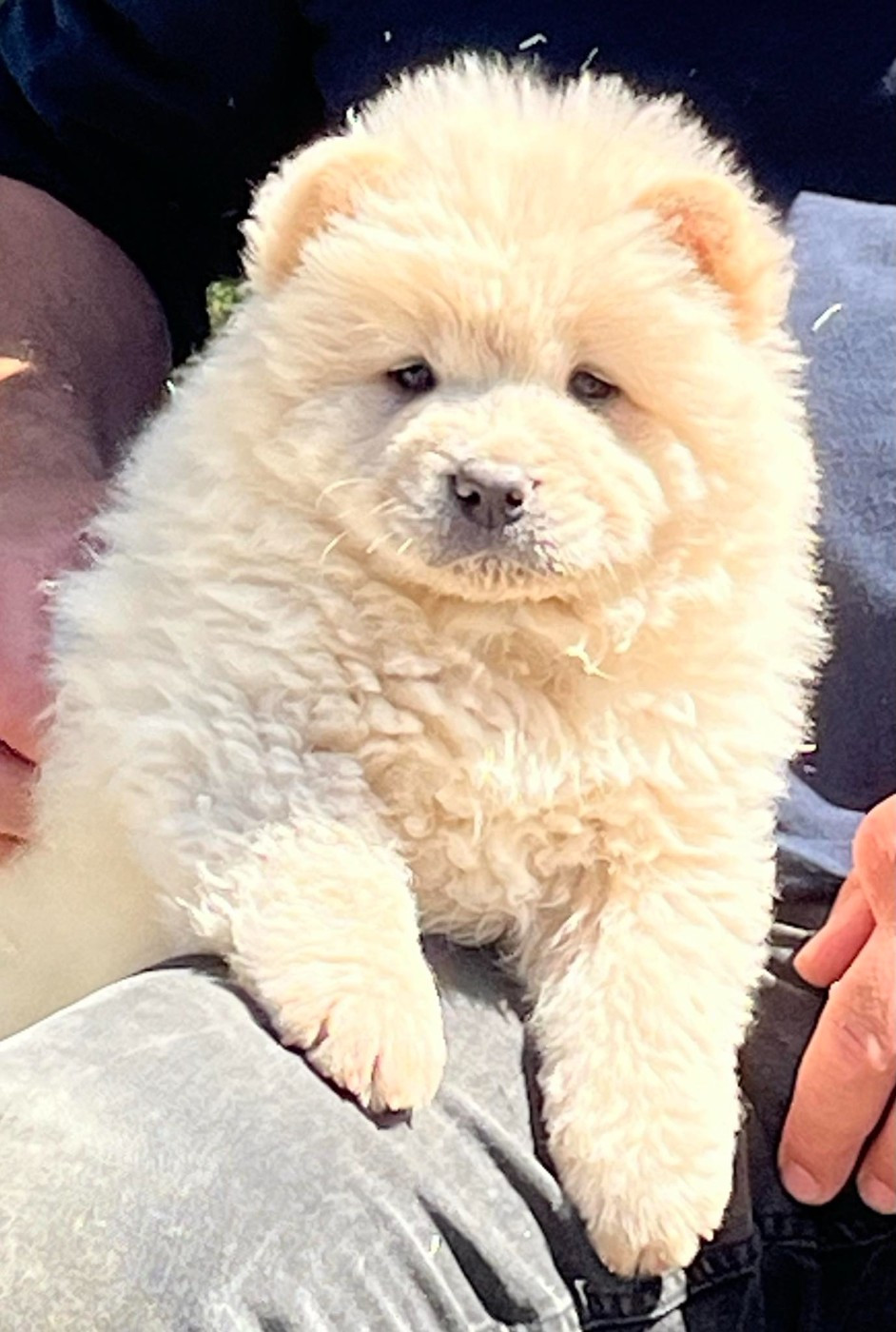 Des Montagnes Ensablées - Chiots disponibles - Chow Chow