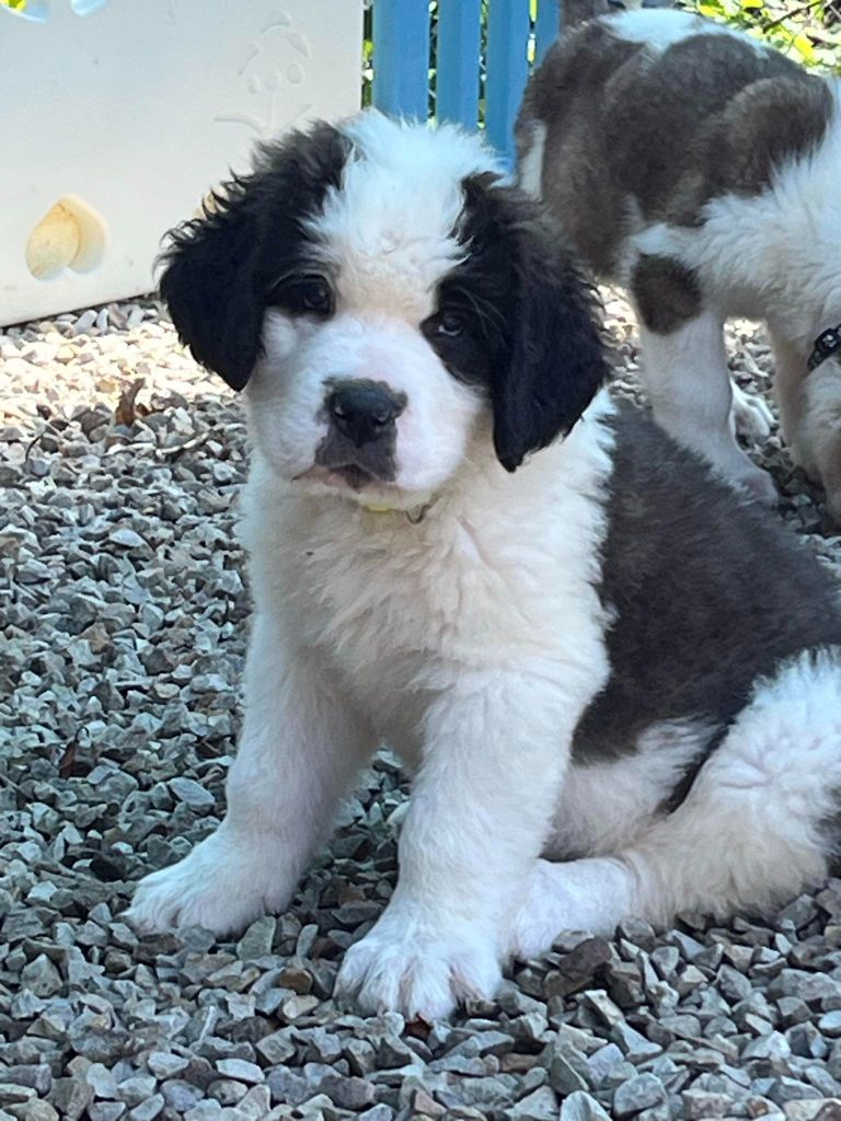 Des Montagnes Ensablées - Chiots disponibles - Chien du Saint-Bernard