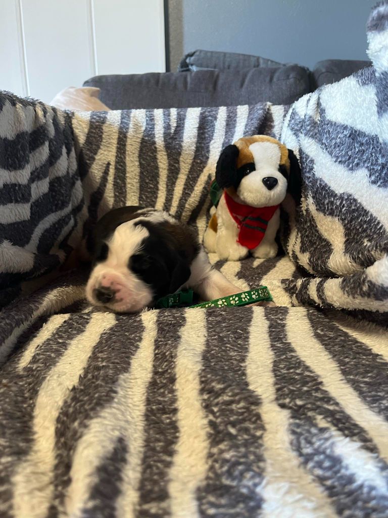 Des Montagnes Ensablées - Chiots disponibles - Chien du Saint-Bernard