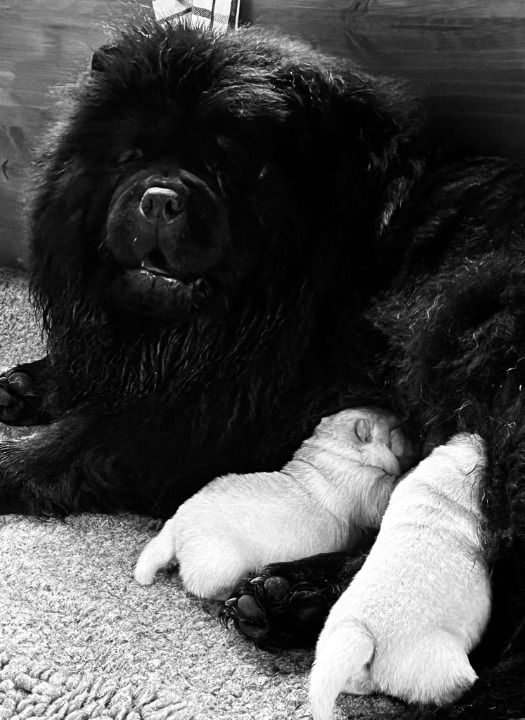 Des Montagnes Ensablées - Chow Chow - Portée née le 16/10/2025