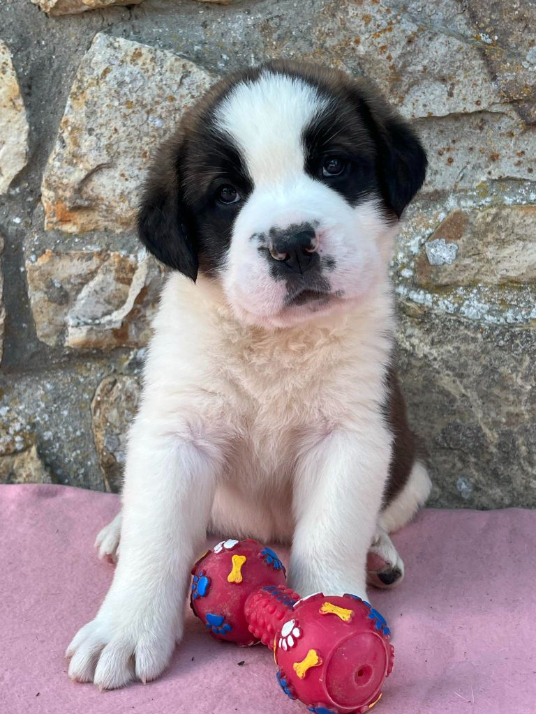 Des Montagnes Ensablées - Chiots disponibles - Chien du Saint-Bernard