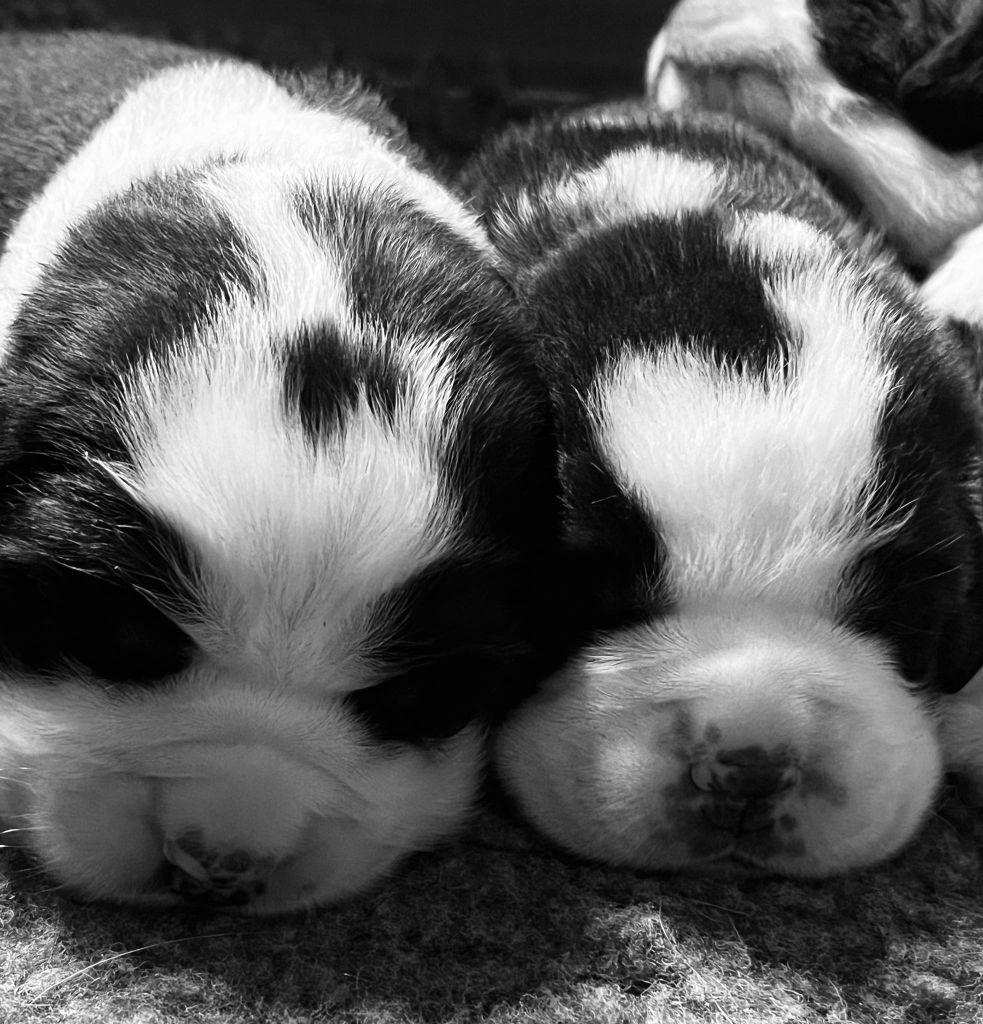 Des Montagnes Ensablées - Chiots disponibles - Chien du Saint-Bernard