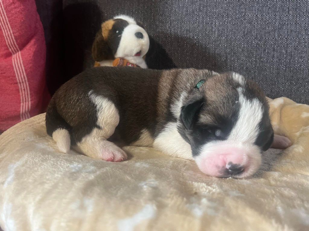 CHIOT collier vert foncé