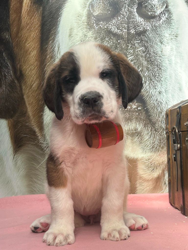 Des Montagnes Ensablées - Chiots disponibles - Chien du Saint-Bernard