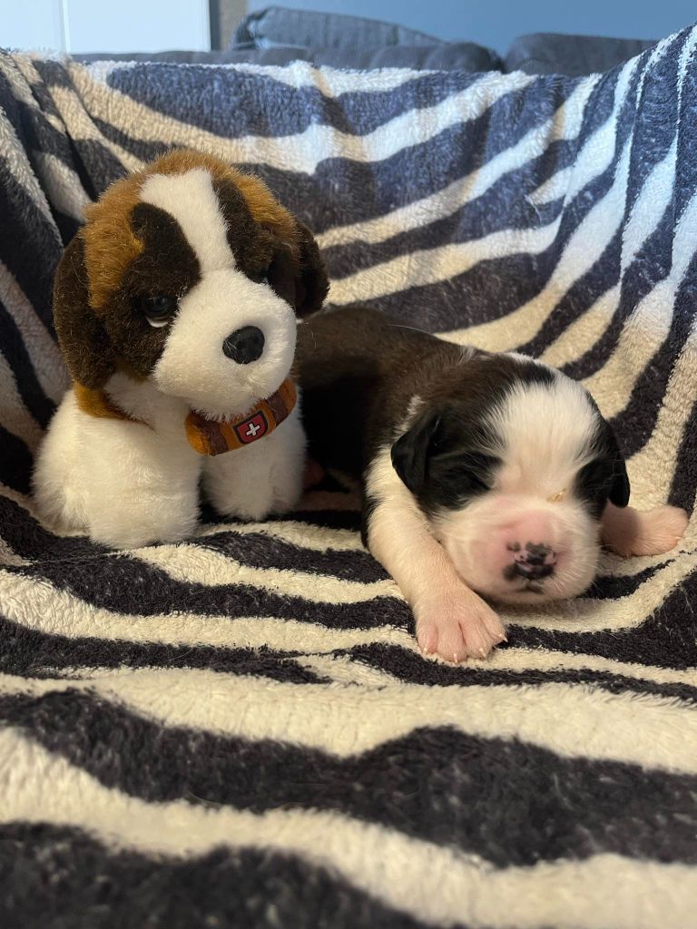 Des Montagnes Ensablées - Chiots disponibles - Chien du Saint-Bernard