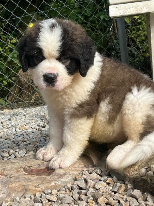 Des Montagnes Ensablées - Chiots disponibles - Chien du Saint-Bernard