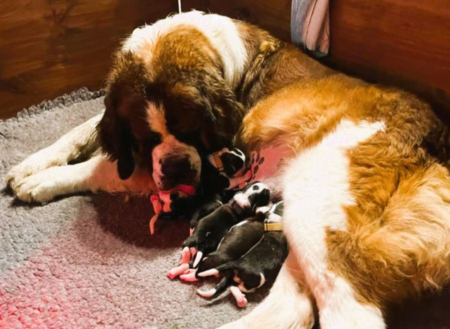 Chiot Chien du Saint-Bernard Des Montagnes Ensablées