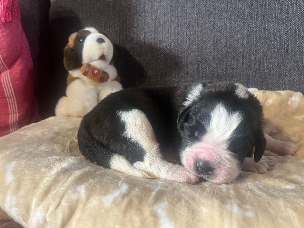 CHIOT