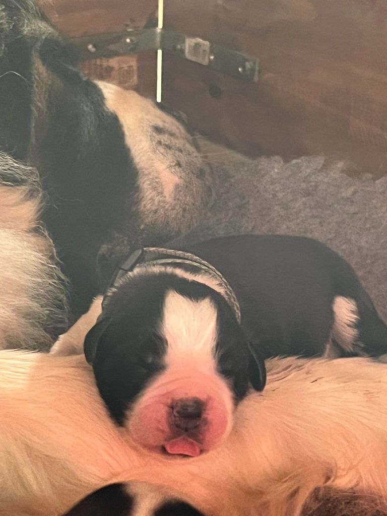 Des Montagnes Ensablées - Chiots disponibles - Chien du Saint-Bernard