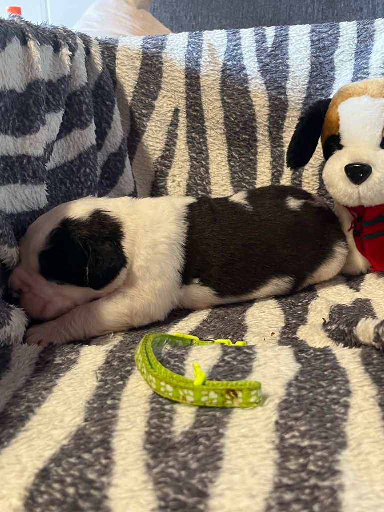 Des Montagnes Ensablées - Chiots disponibles - Chien du Saint-Bernard