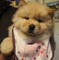 CHIOT Collier bleu R' Kuma
