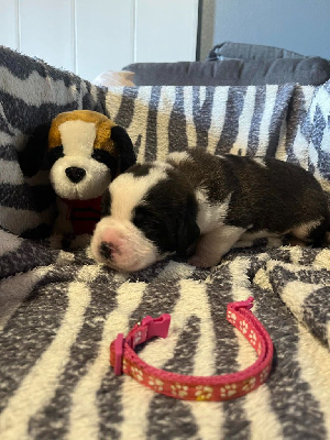 CHIOT collier rose foncé