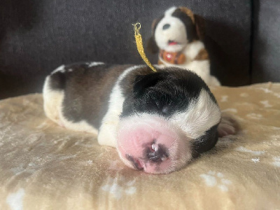 CHIOT collier jaune