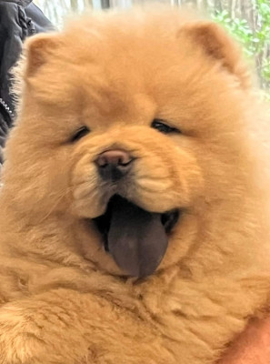 CHIOT