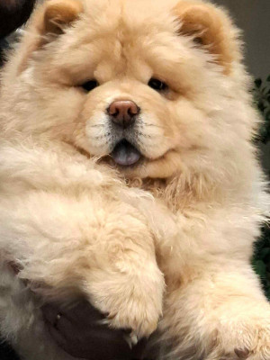 CHIOT