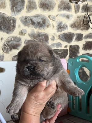 CHIOT 4