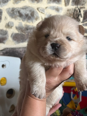 CHIOT collier vert