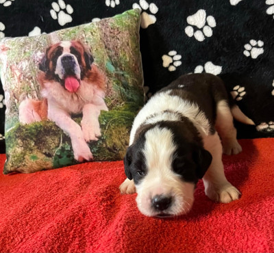 CHIOT rose clair