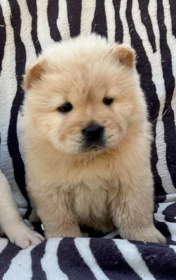 CHIOT 2