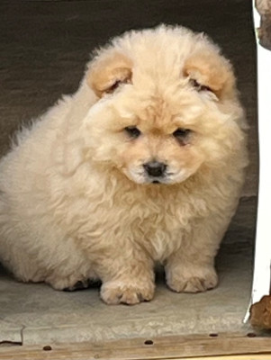 CHIOT 1
